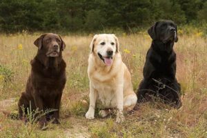Labrador