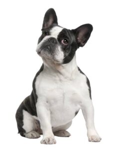 francuski buldog